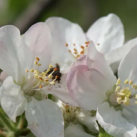 Kasztelanska شقة Porąbka