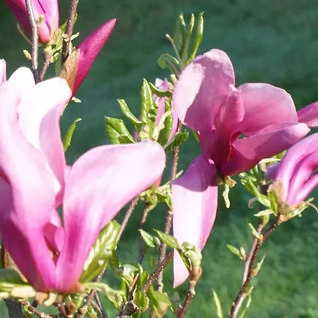 شقة Kasztelanska Porąbka