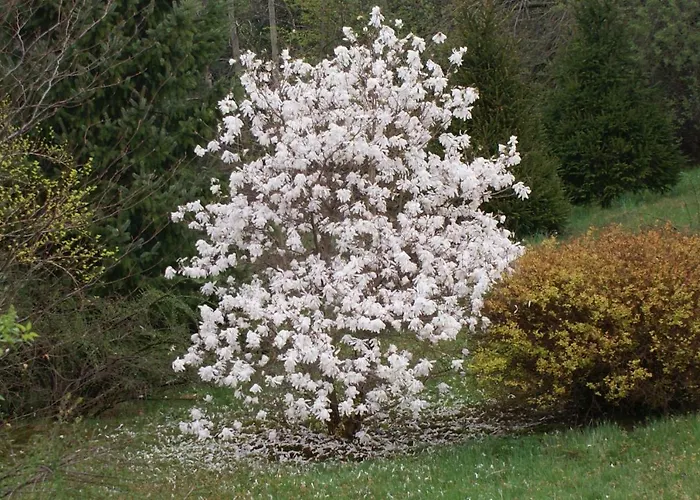 شقة Kasztelanska *