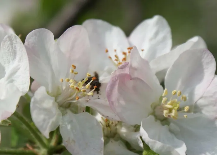 Kasztelanska شقة Porąbka