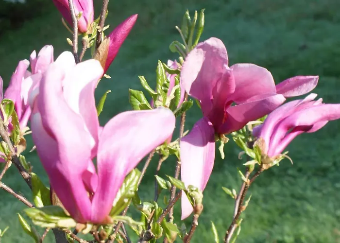 شقة Kasztelanska Porąbka